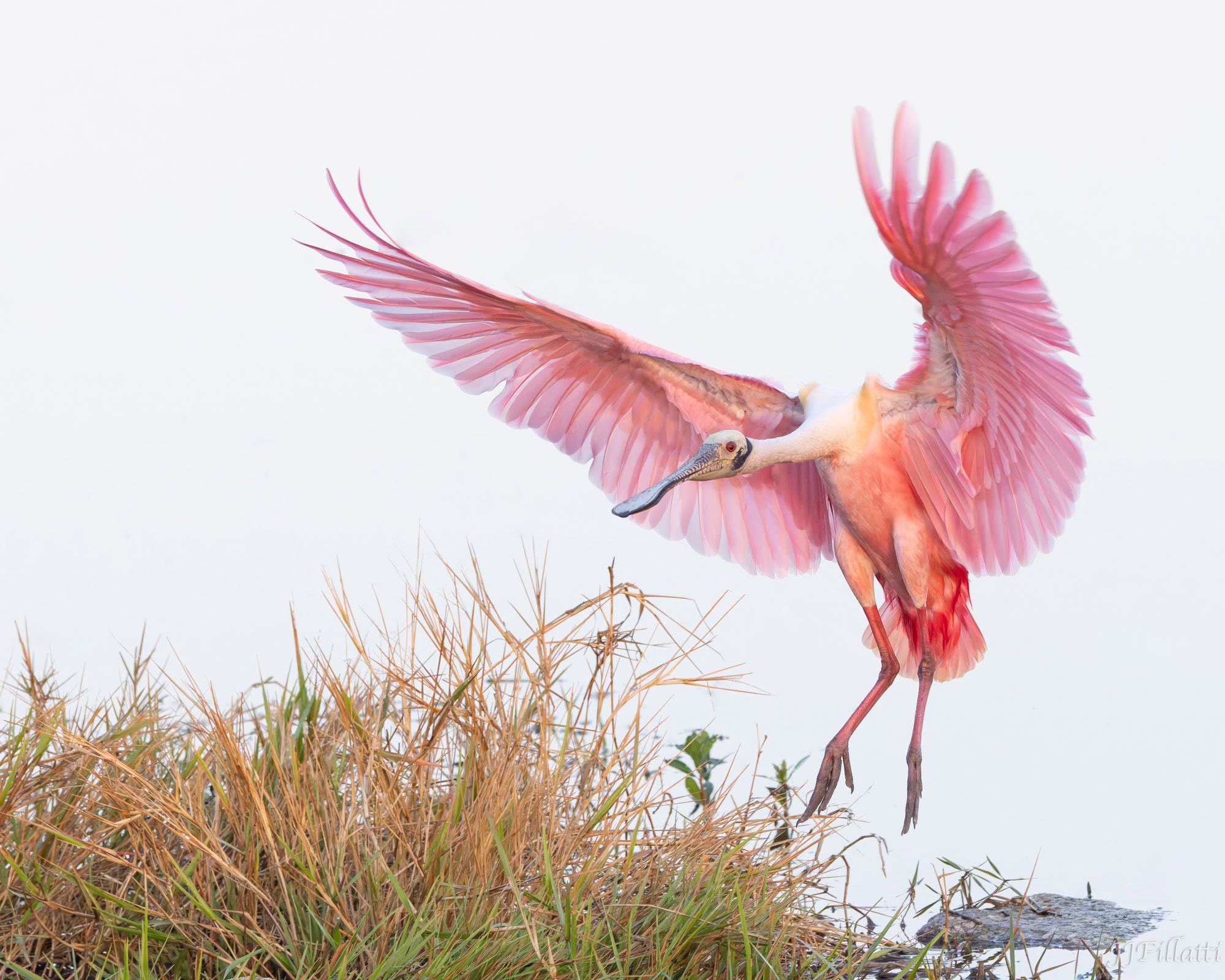 bird of florida image 14